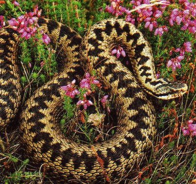 Yes (it's an adder)