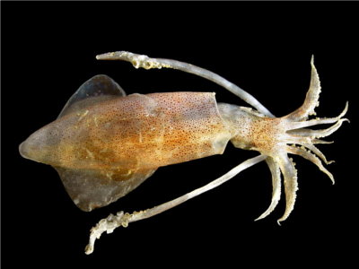 Squid (Loligo_vulgaris)