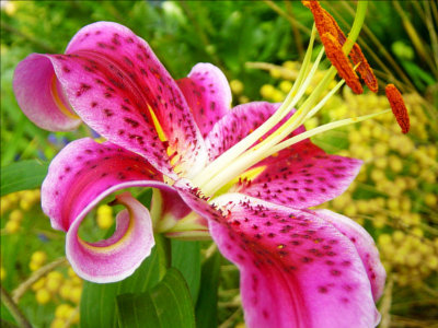 Lily (It’s a stargazer lily)