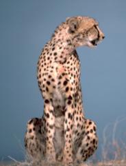 Cheetah sitting up