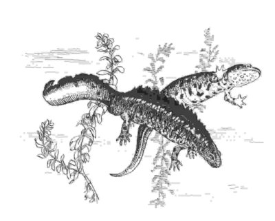 (Great crested) newts