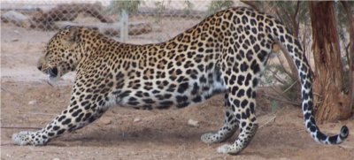 leopard  