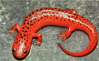 Salamander (red)