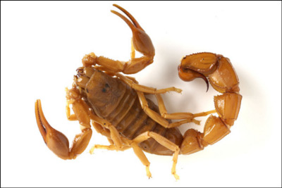 The desert (it’s a fat-tailed scorpion)
