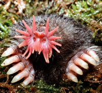 the star nosed mole which lives near rivers