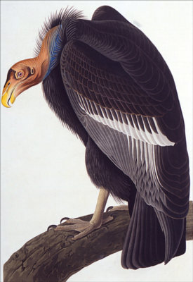 (California) Vulture